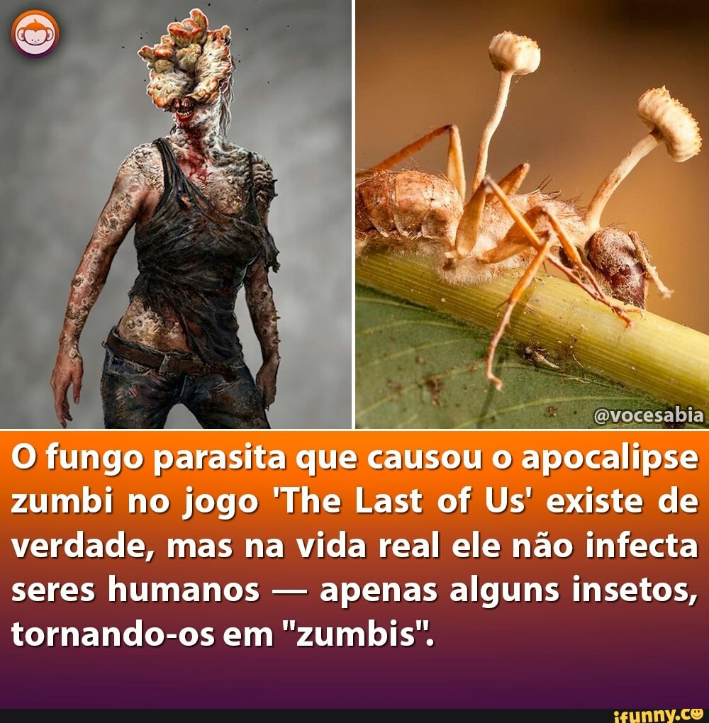 Fungo da série The Last of Us existe e pode ser encontrado na Amazônia -  Portal Amazônia