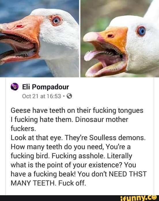 Goose memes. Best Collection of funny Goose pictures on iFunny Brazil