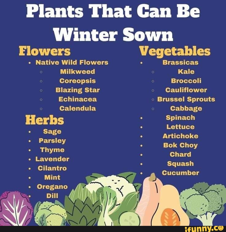 Plants That Can Be Winter Sown Flowers Vegetables Native Wild Flowers