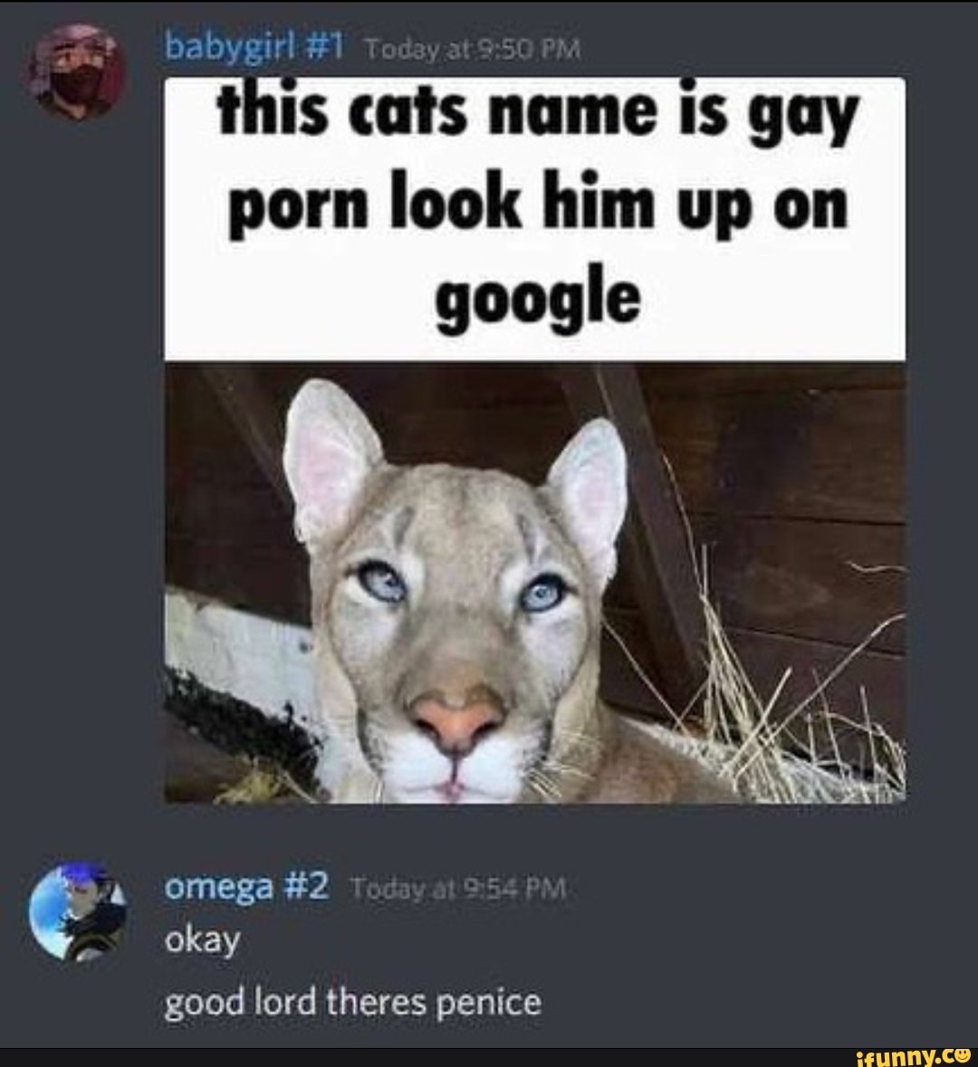 This cats name is gay porn
