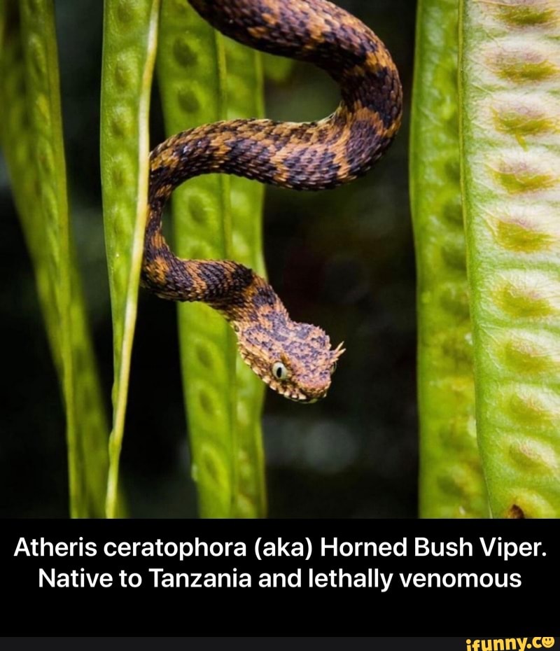 Atheris squamigera (aka) Variable Bush Viper - Atheris squamigera (aka)  Variable Bush Viper - iFunny Brazil