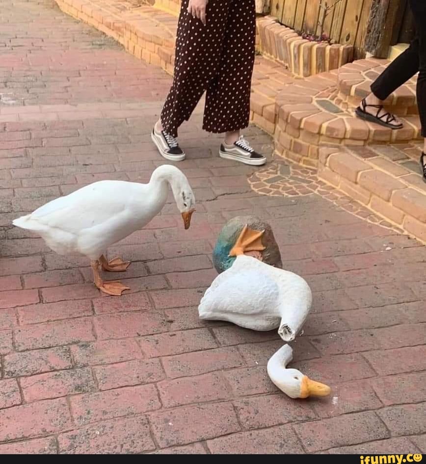 Goose memes. Best Collection of funny Goose pictures on iFunny Brazil