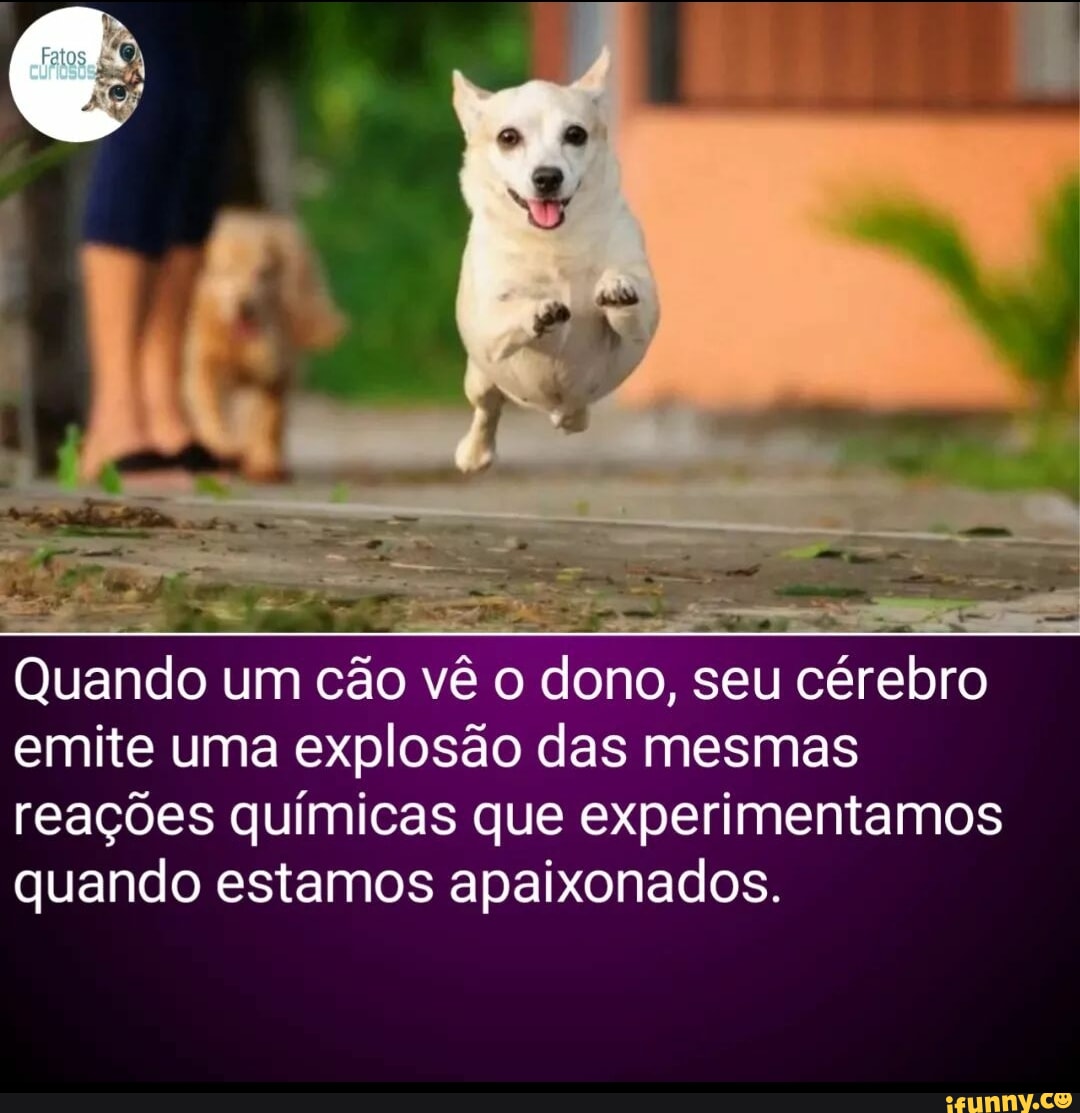 iFunny Brazil - the best memes, video, gifs and funny pics in one