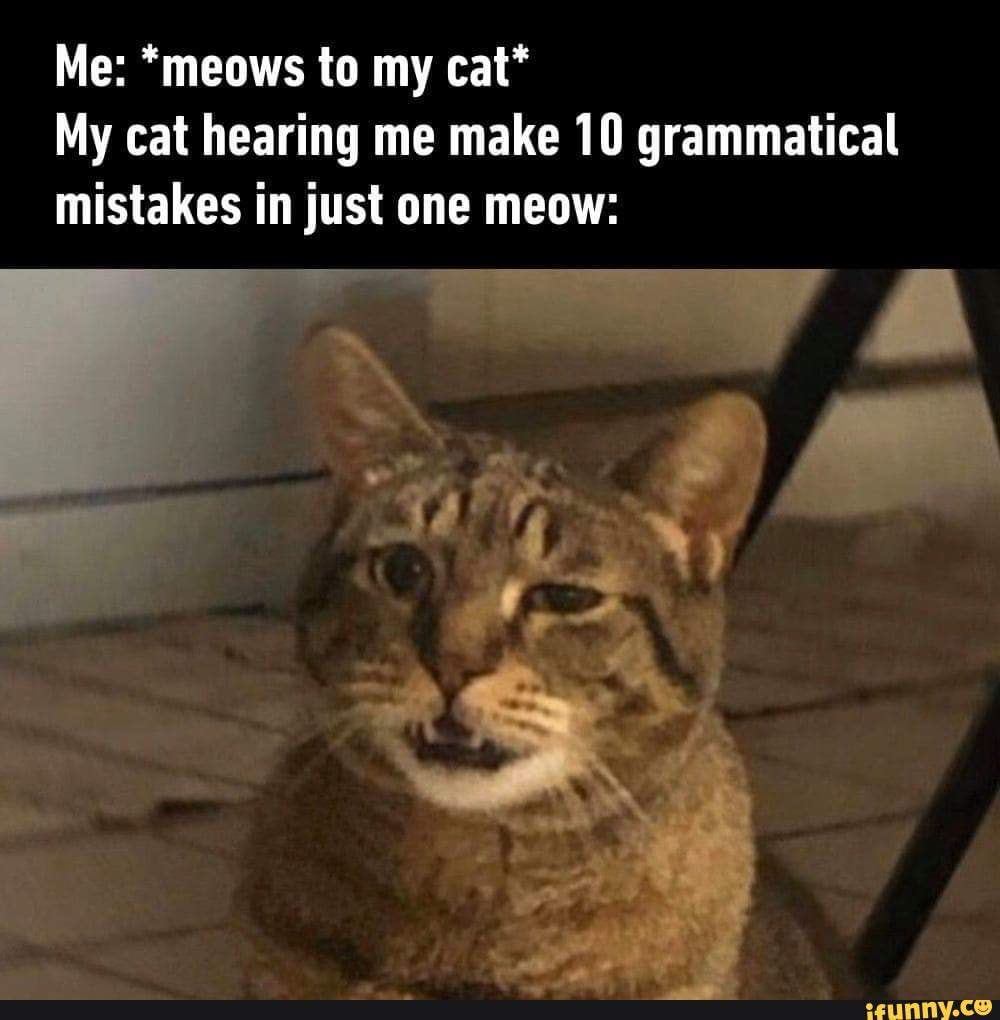 My cat hearing me make 10 grammatical mistakes in just one meow: - iFunny  Brazil