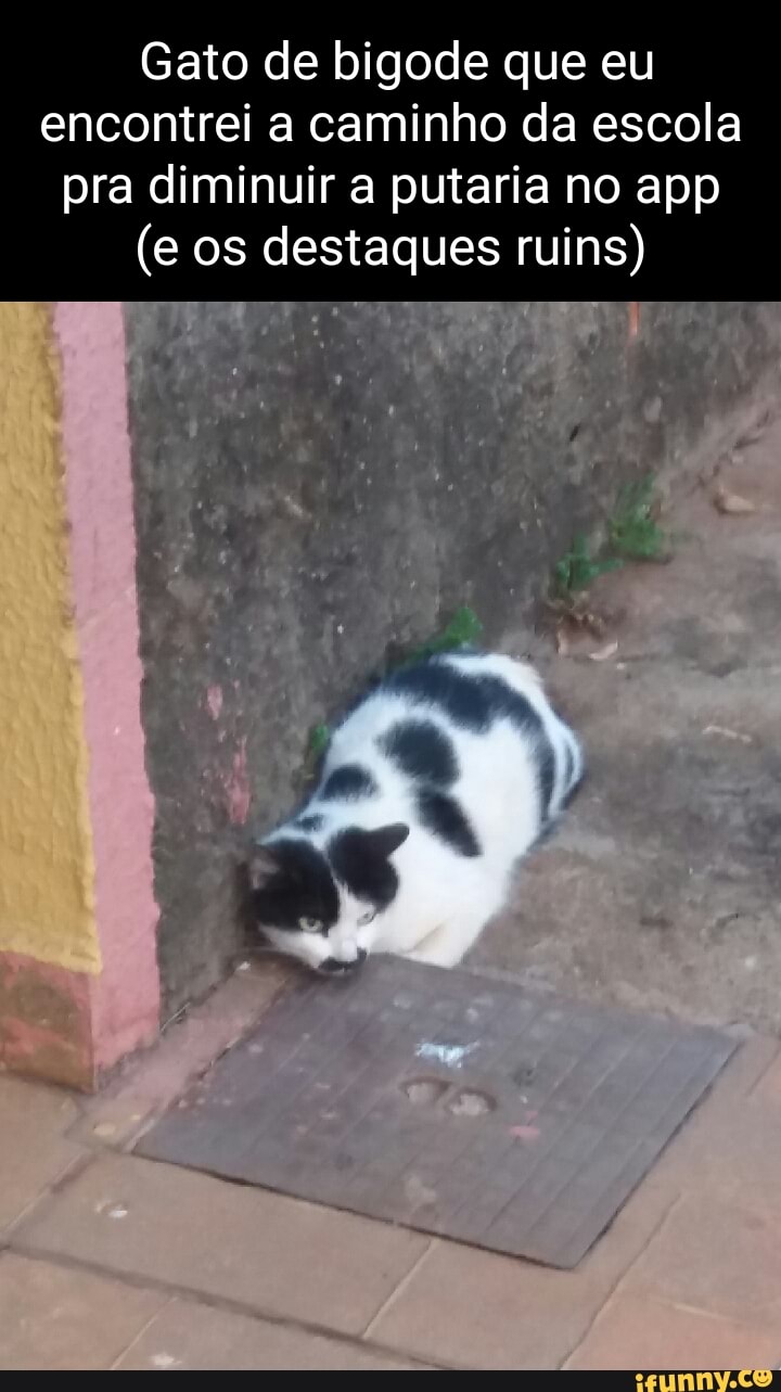 Gato de bigode que eu encontrei a caminho da escola pra diminuir a putaria  no app (e os destaques ruins) - iFunny Brazil