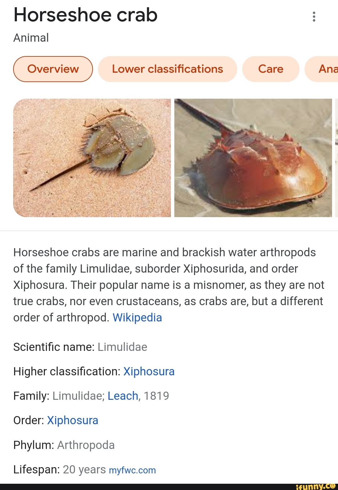 Horseshoe crab Animal Lower classifications Care Ana Horseshoe crabs are marine and brackish