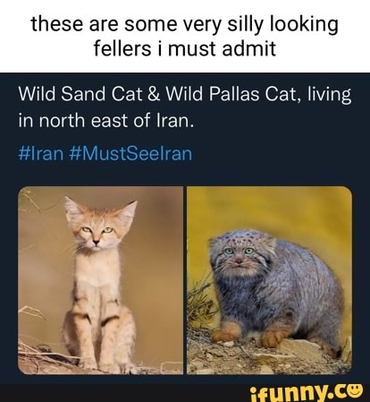 dumb looking cats