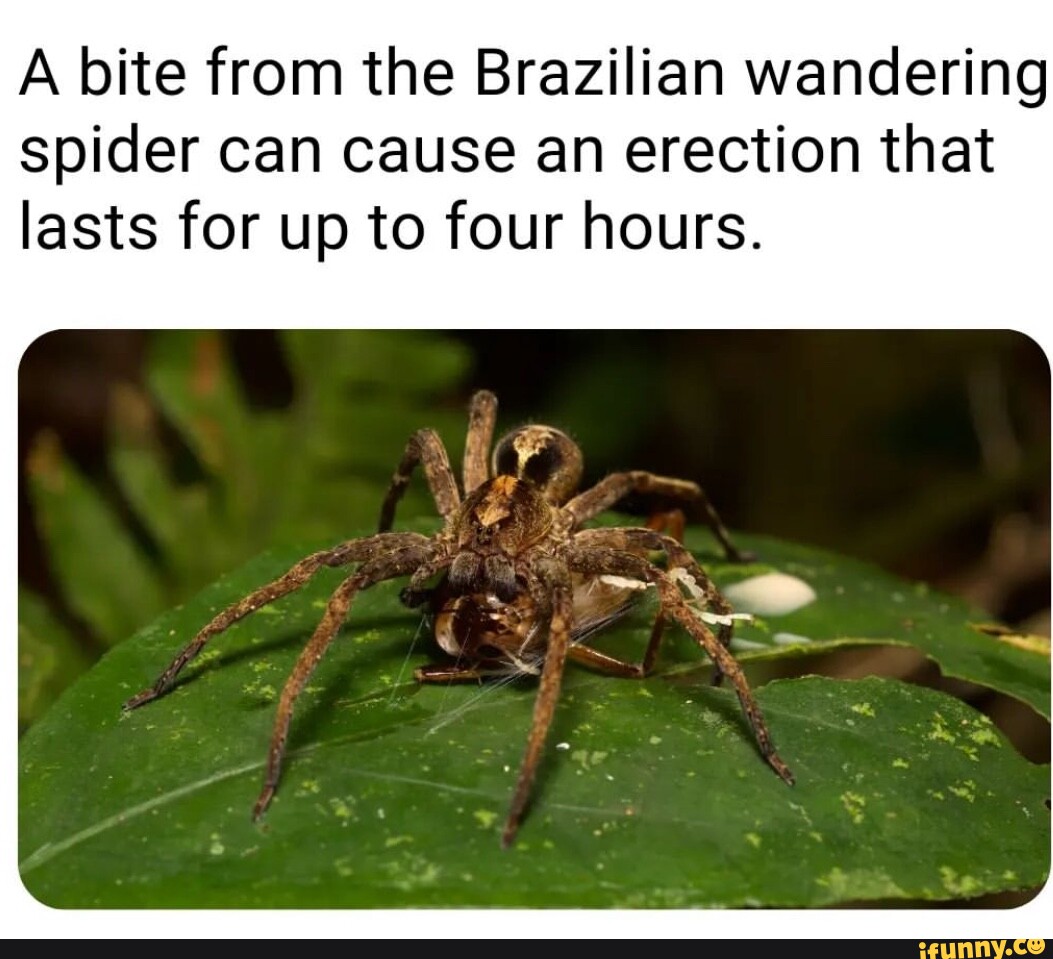 A bite from the Brazilian wandering spider can cause an erection that lasts  for up to four hours. - iFunny Brazil