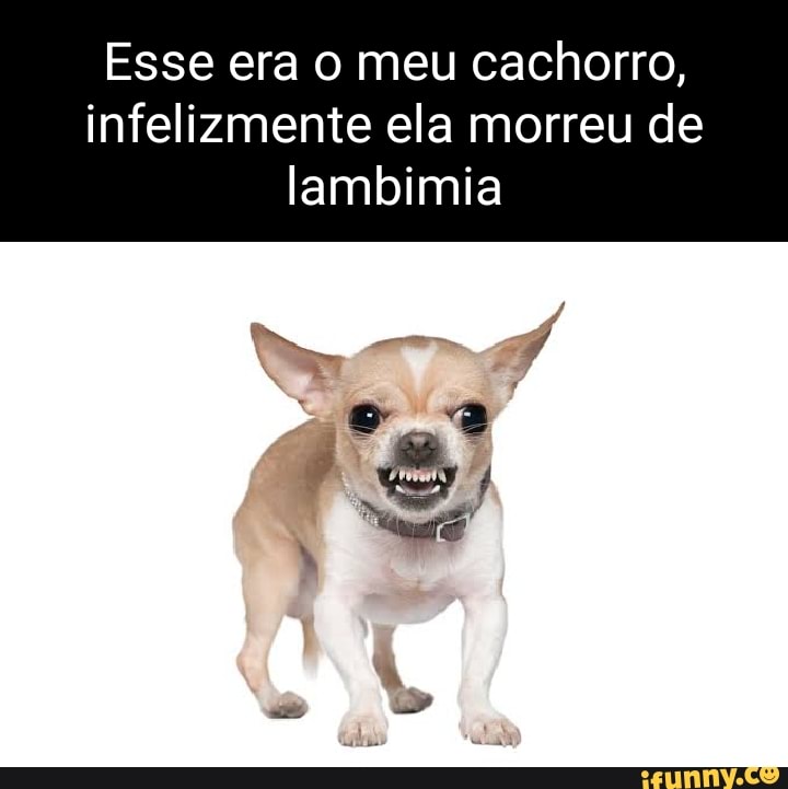 Quando eu estou morrendo na Fila do SUS e me lembro do meme do cachorro  Falando Intankavelo Bostil - iFunny Brazil