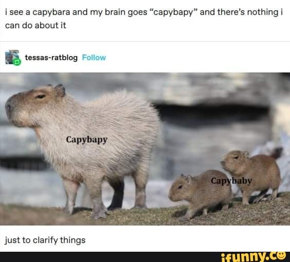 Capybapy memes. Best Collection of funny Capybapy pictures on iFunny Brazil