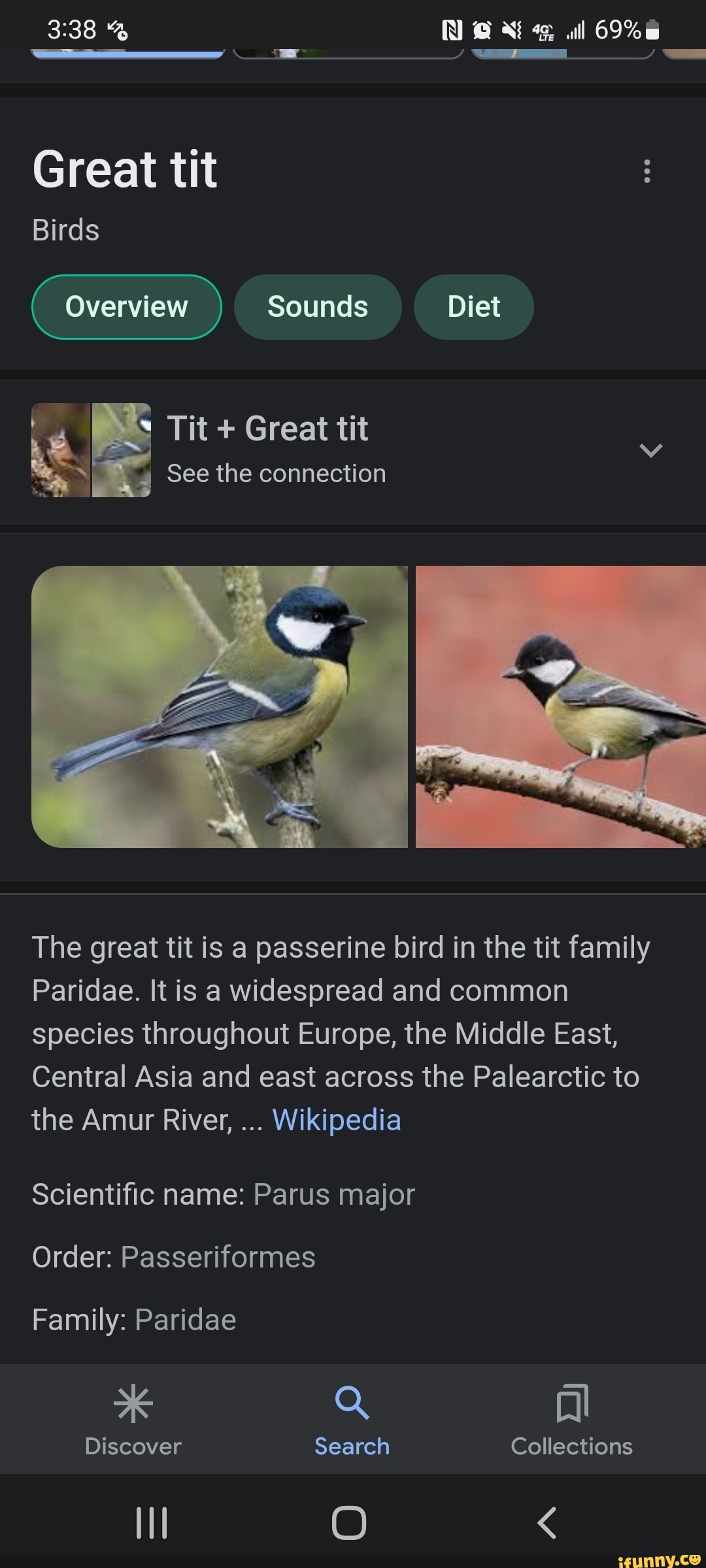 Ll Great tit Birds Overview Sounds Diet Tit + Great tit See the connection  The great