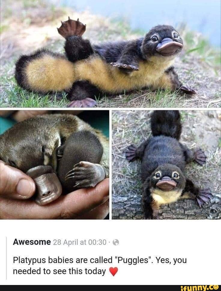 Pawggles I Awesome 28 April at Platypus babies are called