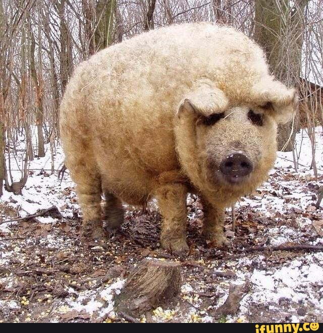 Pork memes. Best Collection of funny Pork pictures on iFunny Brazil