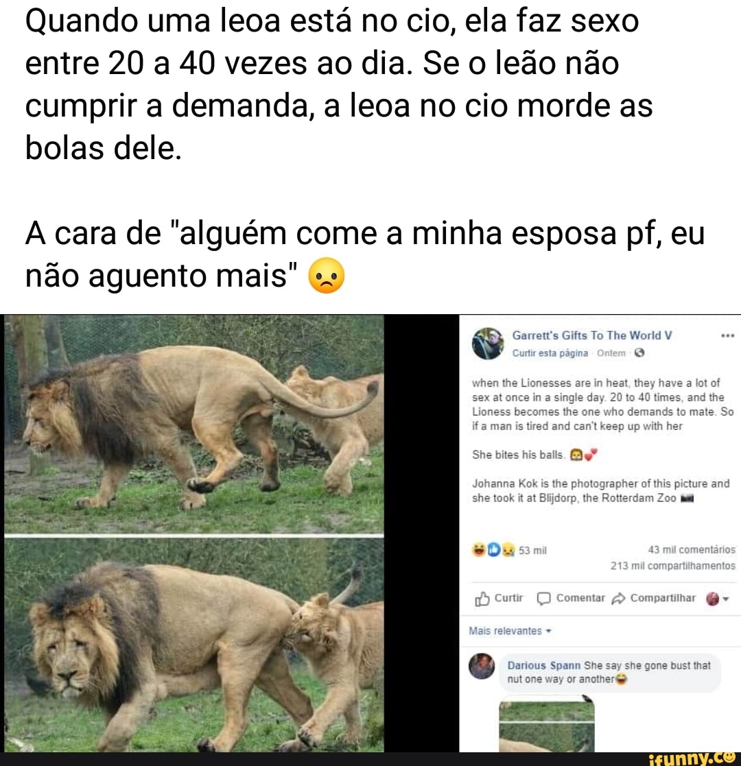 Quando uma leoa está no cio, ela faz sexo entre 20 a 40 vezes ao dia.