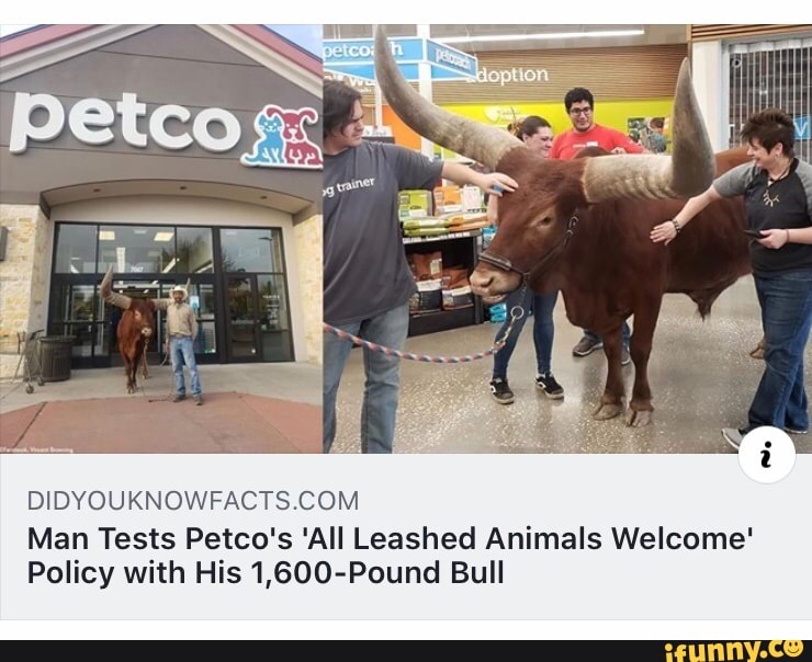 Bull 2024 at petco