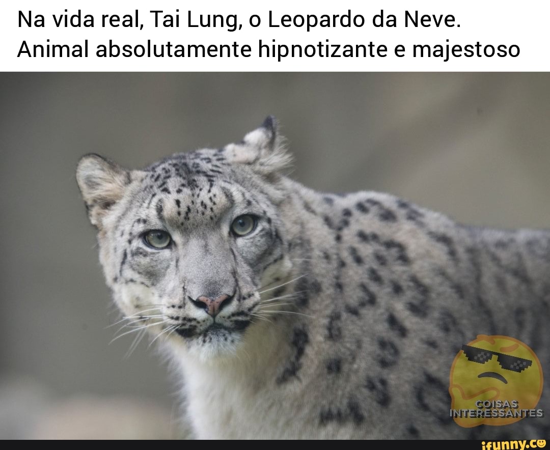 Na vida real, Tai Lung, o Leopardo da Neve. Animal absolutamente  hipnotizante e majestoso - iFunny Brazil