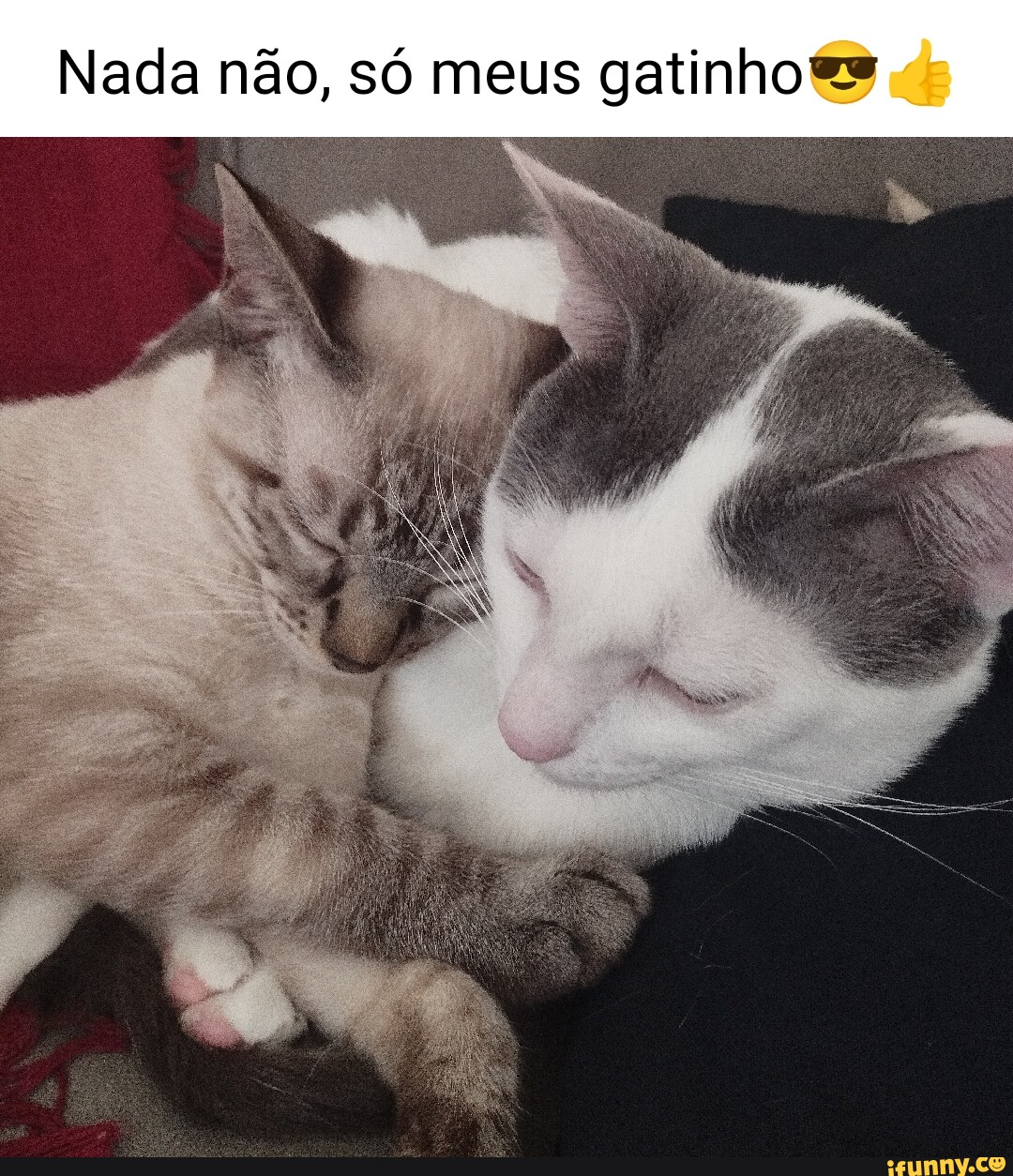 Eu amo ver garotas-gato de animes com suas mãos na frente imitando patas de  gatos. Traduzi WaterBR do po - iFunny Brazil