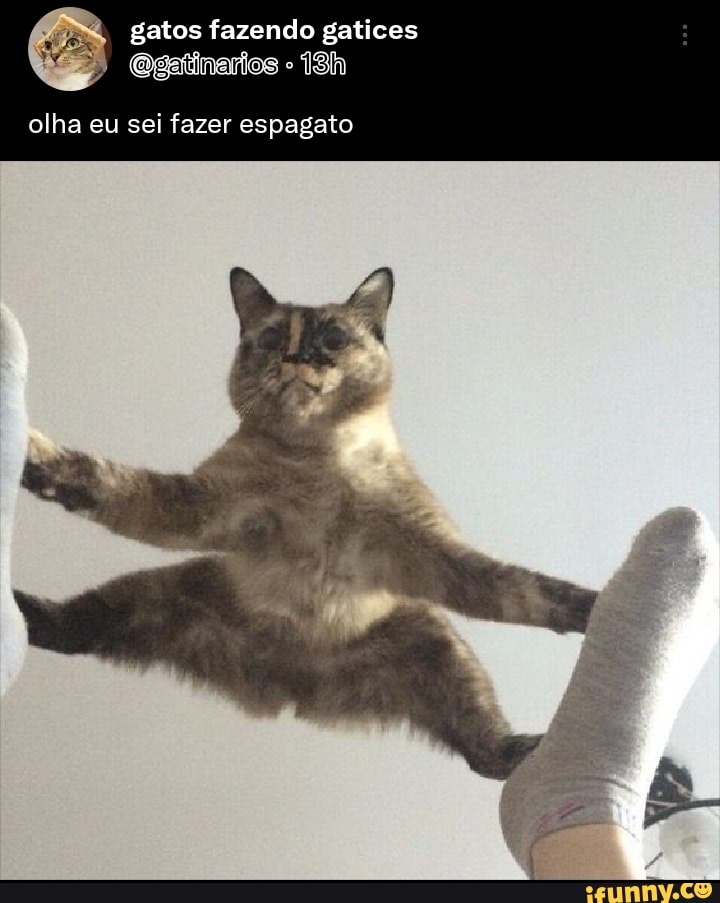 Palities memes. Best Collection of funny Palities pictures on iFunny Brazil