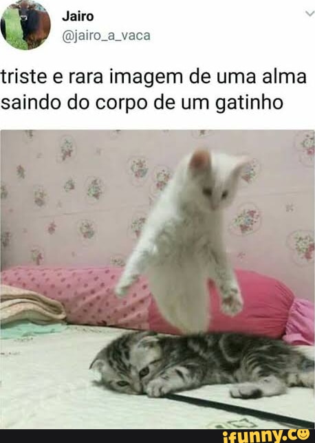 Screaming Cat faleceu, o gatinho que ficou famoso por gritar / chorar em  memes - iFunny Brazil