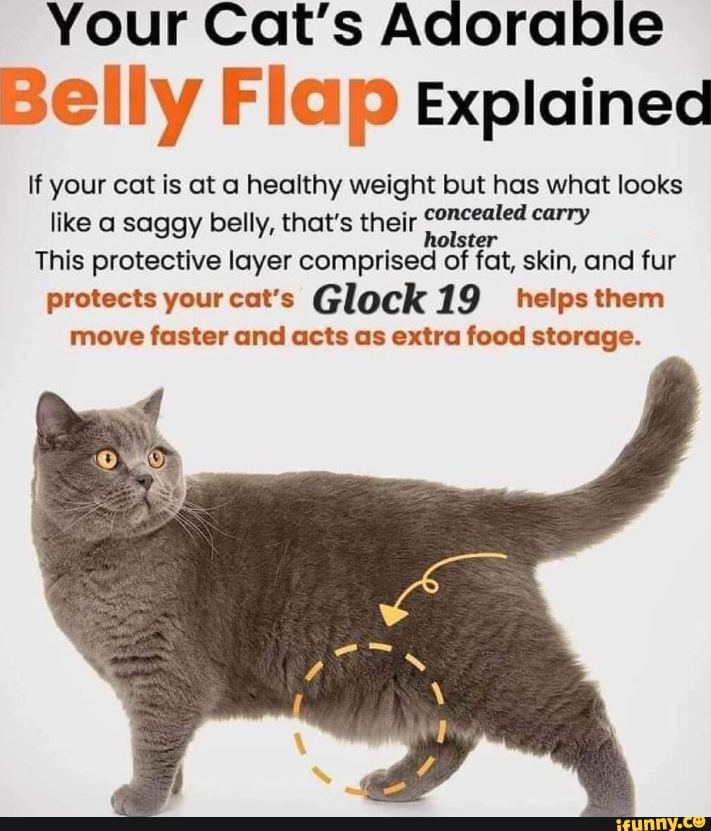 Your Cat's Adorable Belly Flap explained If your cat is at a healthy