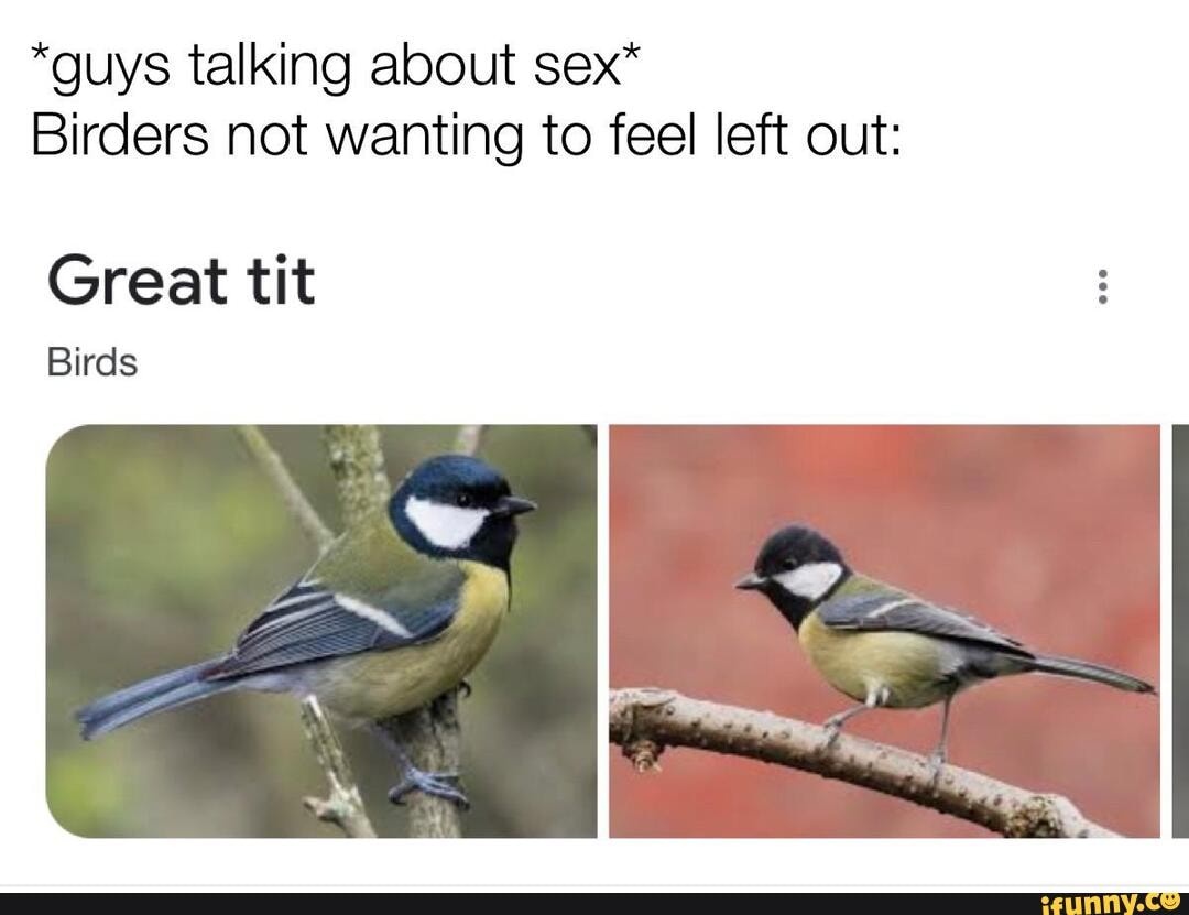 guys talking about sex* Birders not wanting to feel left out: Great tit  Birds - iFunny Brazil