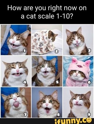 On a scale of cat, how are you doing today? - iFunny Brazil