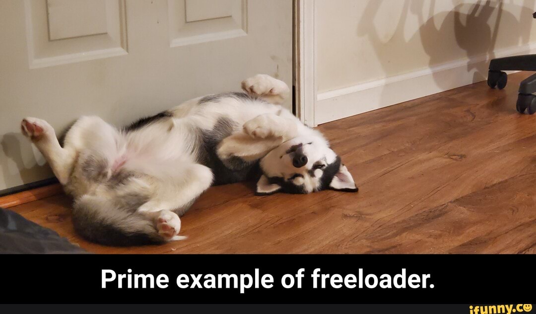 Prime example of freeloader. - Prime example of freeloader