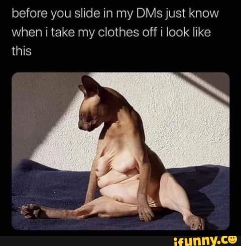 Fino señores. - iFunny  Sphinx cat, Cat memes, Animal memes