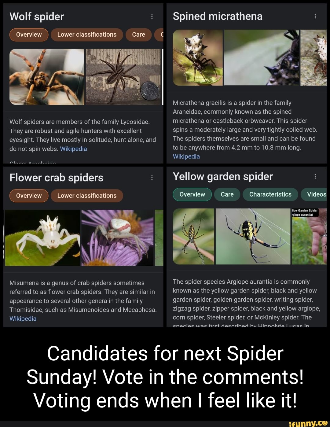 Wolf spider Overview ) Lower classifications Care Wolf spiders are ...