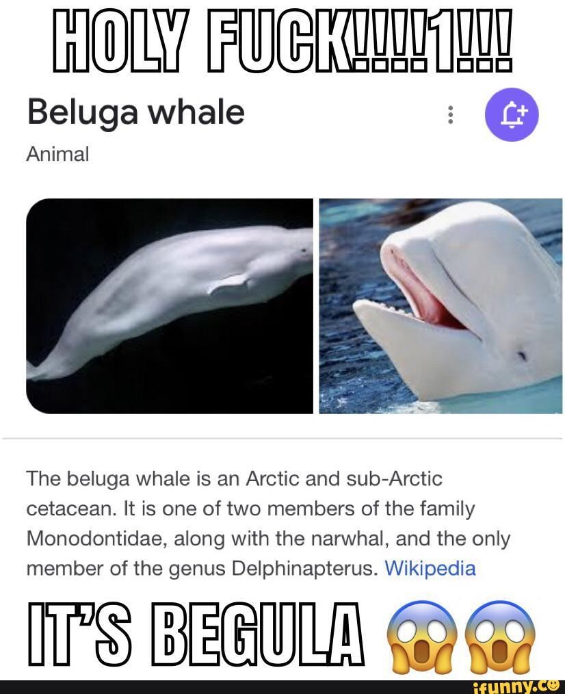 Beluga Memes