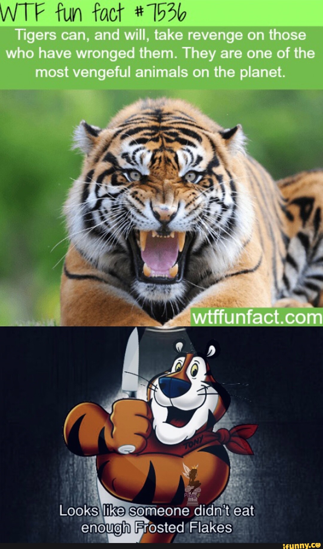 21 Fun Facts You Won't Believe About The Tiger