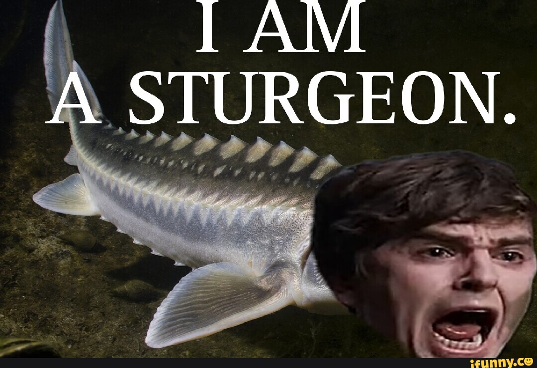 AM A STURGEON. - iFunny Brazil