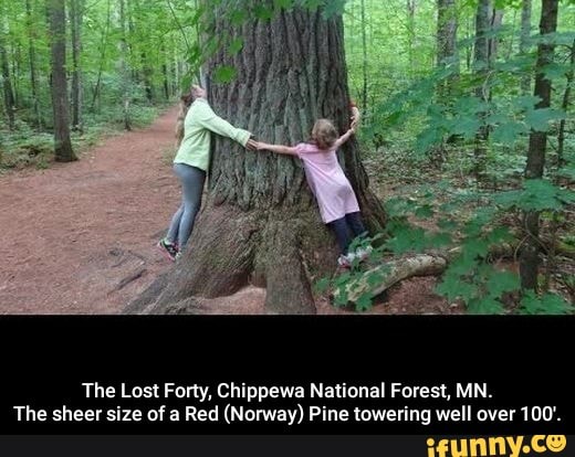 The Lost Forty Chippewa National Forest MN. The sheer size of a