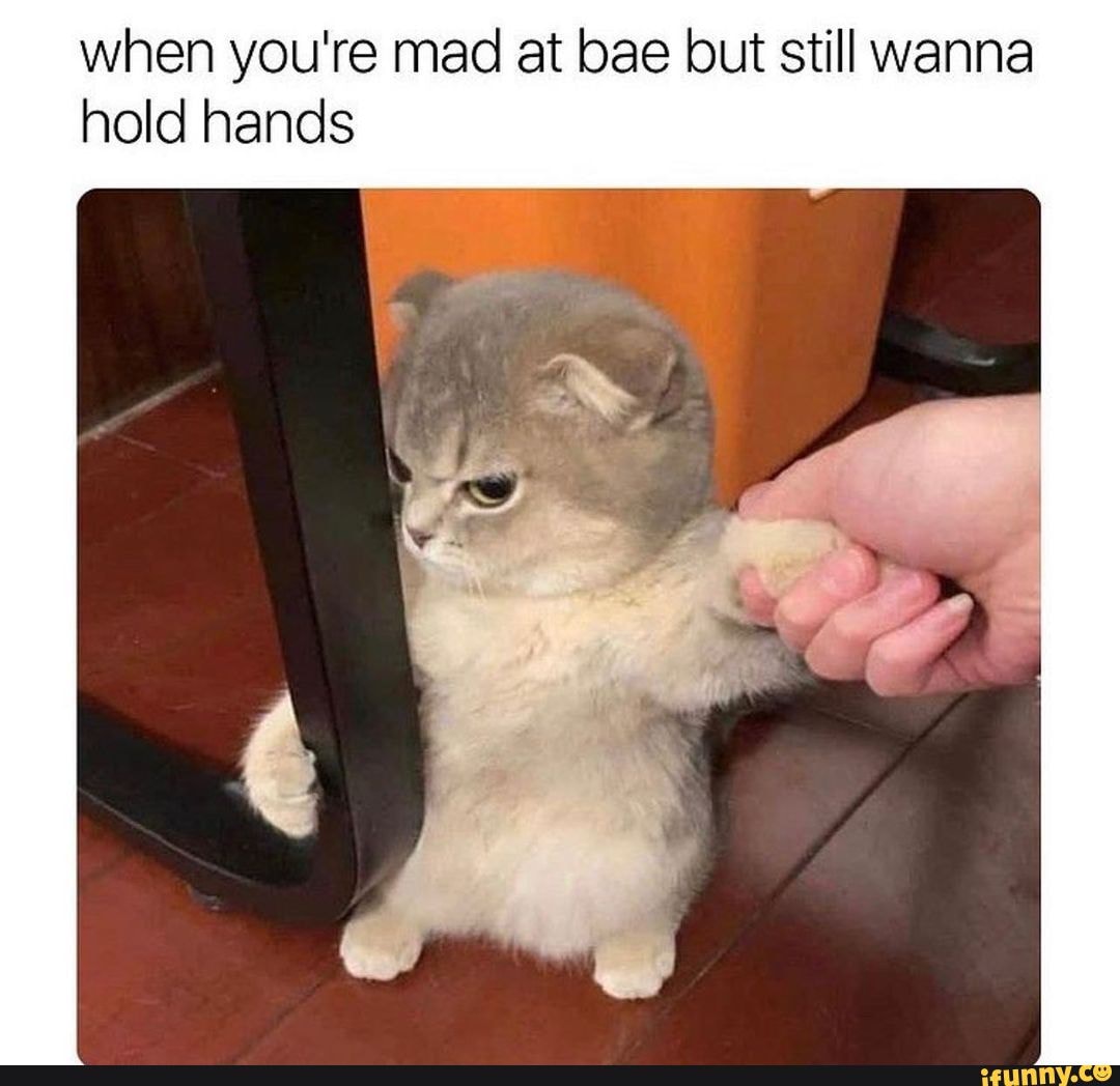 Cute Angry Cat, When you're having a fun time with bae but you have to  keep reminding yourself that you're still mad about something they did., By Trendy & Tested