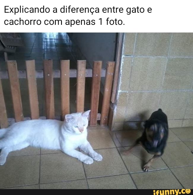 CACHORRO vs GATO - QUEM GANHA?! 🐶👊😺 