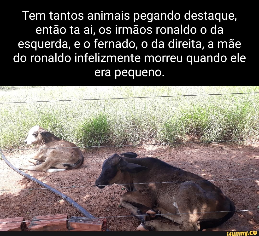 Ferna memes. Best Collection of funny Ferna pictures on iFunny Brazil