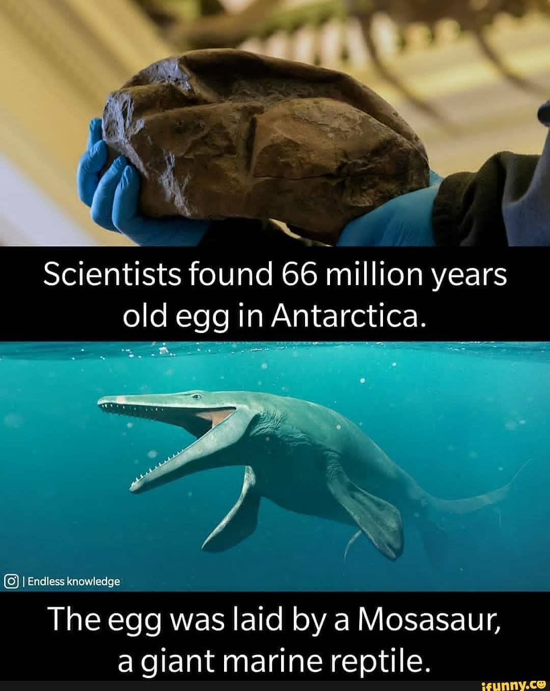 Giant Egg Discovered in Antarctica Belonged to Marine Reptile