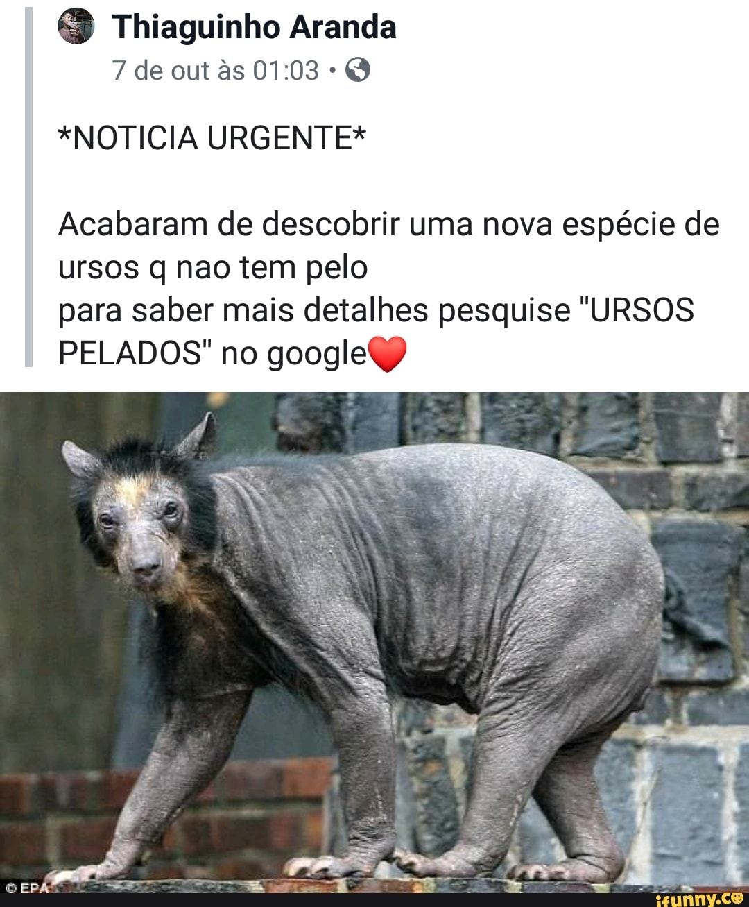 S Thiaguinho Aranda *NOTICIA URGENTE* Acabaram de descobrir uma nova  espécie de ursos q nao tem pelo para saber mais detalhes pesquise 