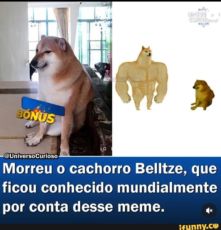 Gente,o cachorro do meme morreu) Press 'F to Pay Respects - iFunny