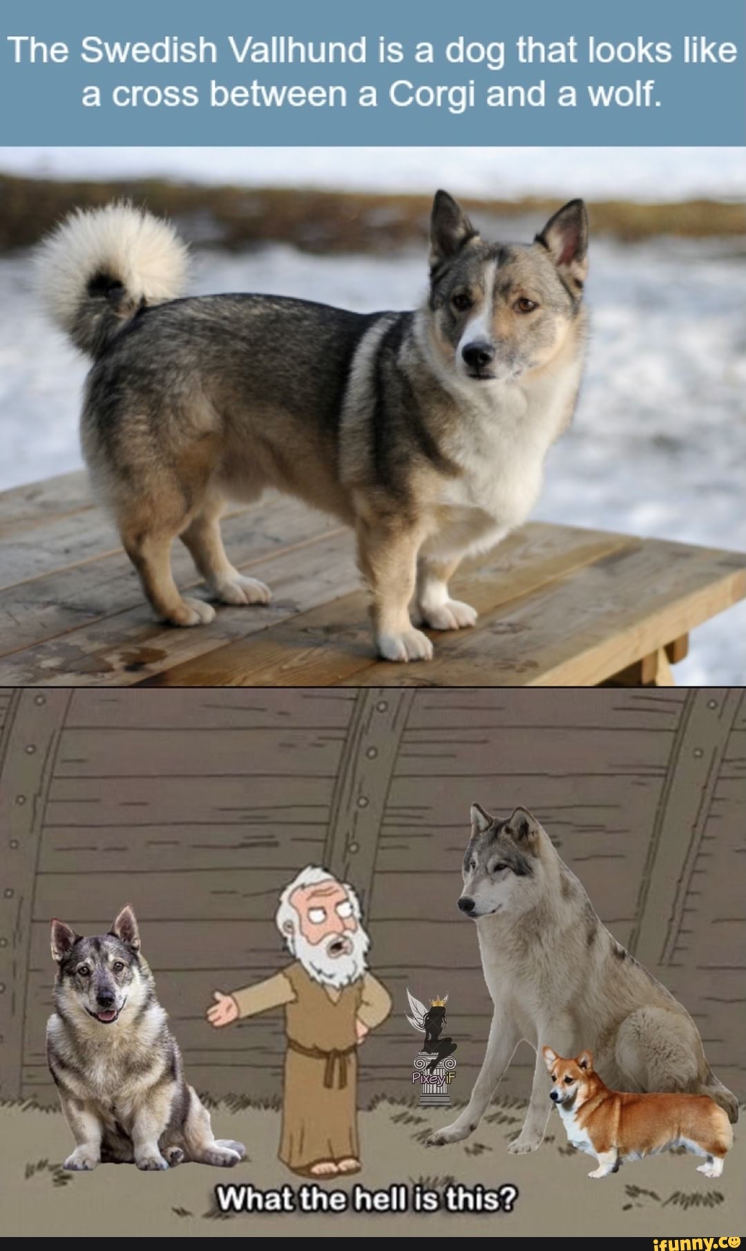 Swedish store vallhund corgi