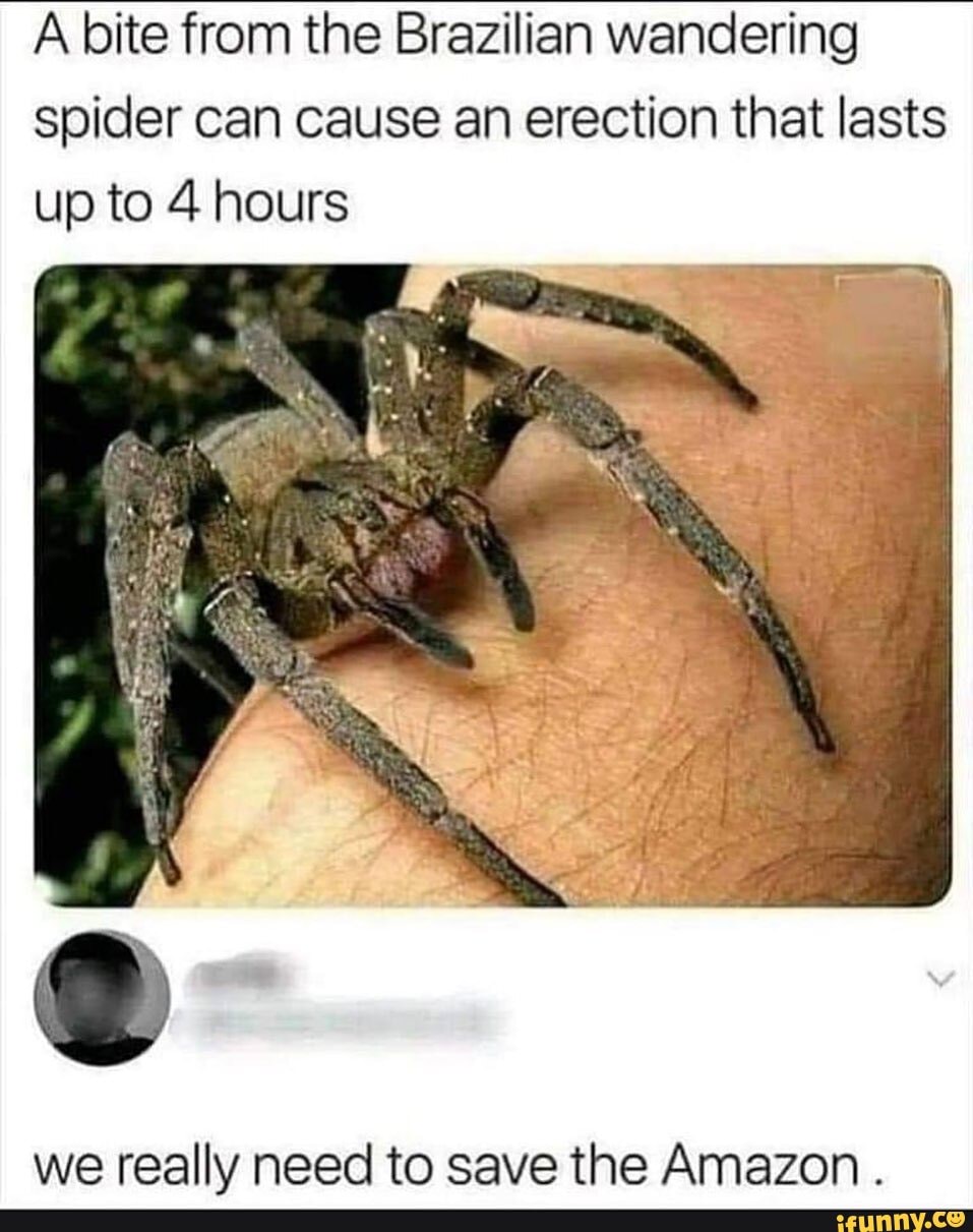 N/A - A bite from the Brazilian wandering spider can cause an erection that  lasts up to 4 hours we really need to save the Amazon. - iFunny Brazil