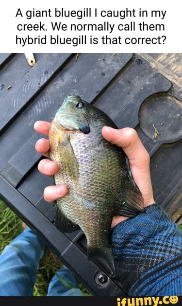 A giant bluegill I caught in my creek. We normally call them