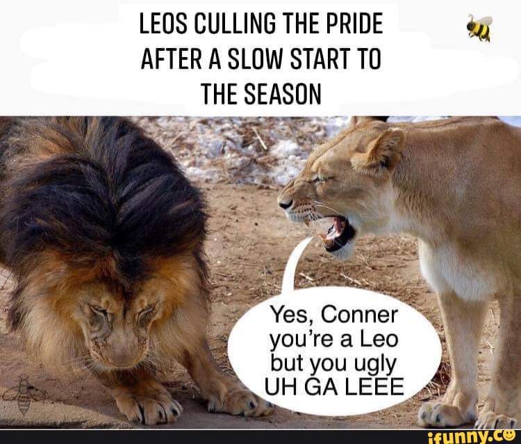 LEOS CULLING THE PRIDE AFTER A SLOW START TO THE SEASON Yes