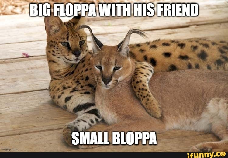 big floppa Memes & GIFs - Imgflip