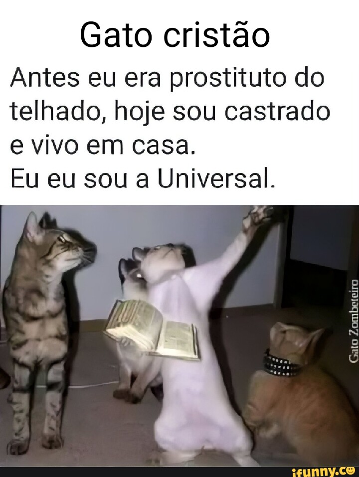 Screaming Cat faleceu, o gatinho que ficou famoso por gritar / chorar em  memes - iFunny Brazil