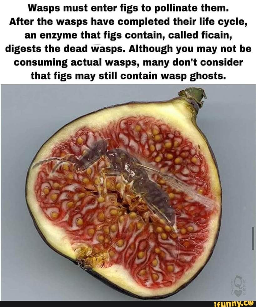 Fruits memes. Best Collection of funny Fruits pictures on iFunny