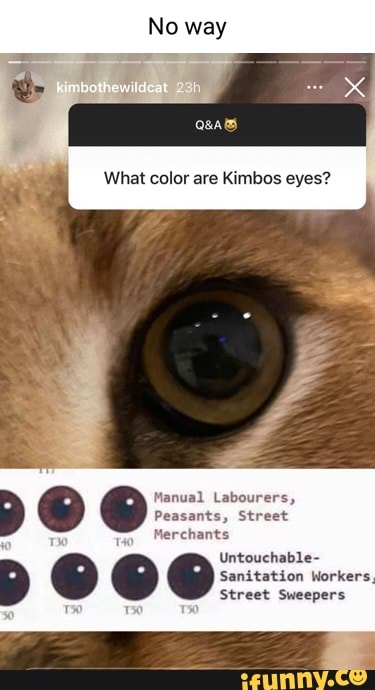 Kimbothewildcat memes. Best Collection of funny Kimbothewildcat pictures on  iFunny Brazil