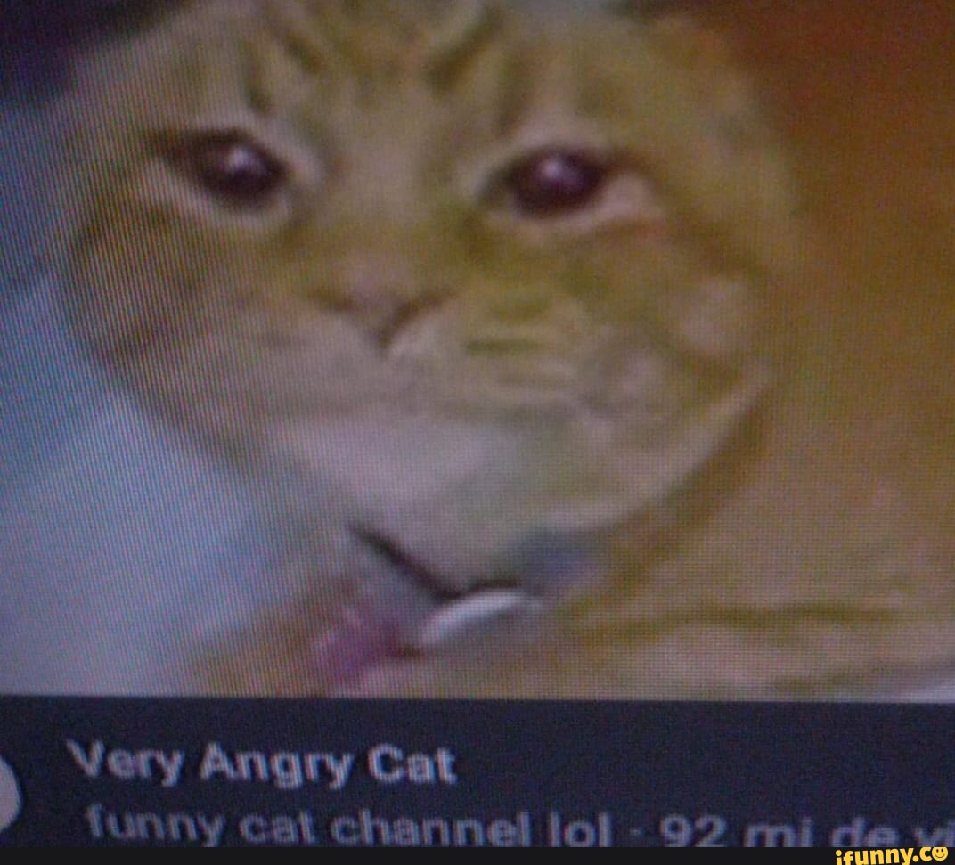Very Angry Cat 