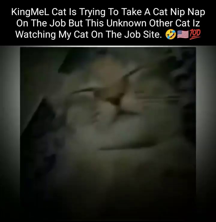 KingMeL Cat Is Trying To Take A Cat Nip Nap On The Job But This