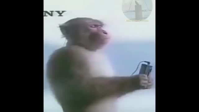 Monkey With a Walkman Gif